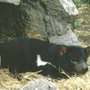 Image of Tasmanian Devil