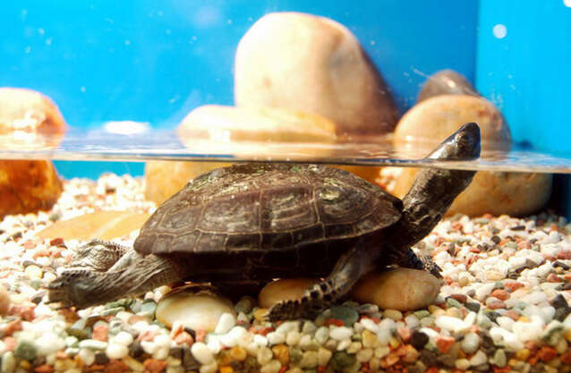 Image of Asian yellow pond turtle