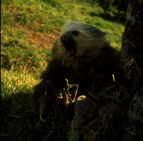 Image of Hoffmann's Two-toed Sloth