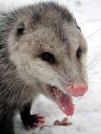 Image of Virginia Opossum