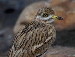 Image of Eurasian Stone-curlew