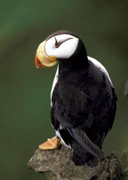 Image of Horned Puffin