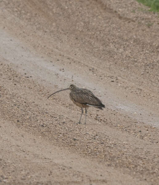 Image of Long-billed Curlew