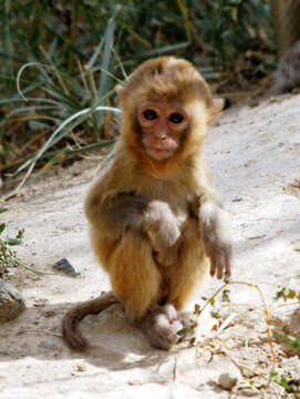 Image of Rhesus Monkey