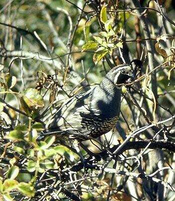 Image of California Quail