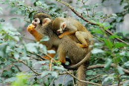 Image of New World monkeys