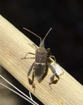 Image of western leaf-footed bug