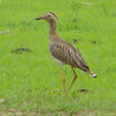 Image of Double-striped Thick-knee