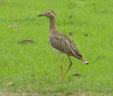 Image of Double-striped Thick-knee