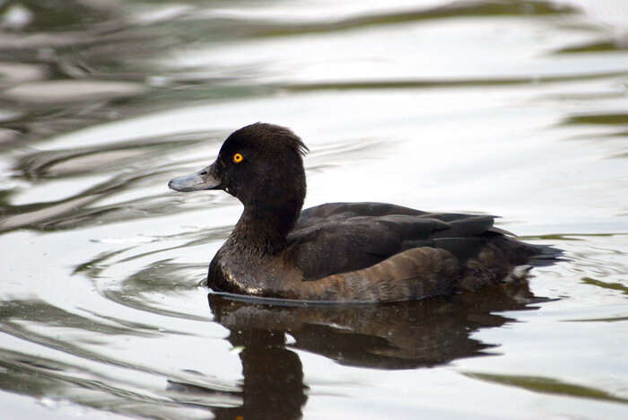 Image of Tufted Duck