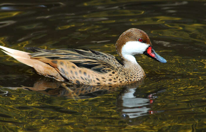 Image of White-cheeked Pintail