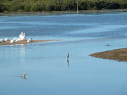 Image of Spotted Sandpiper