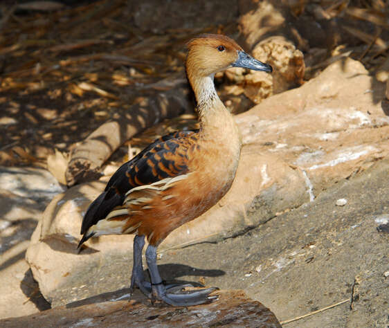 Image of Fulvous Duck