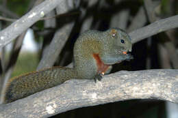 Imagem de Callosciurus erythraeus (Pallas 1779)