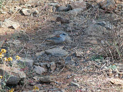 Image of juncos