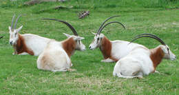 Image of Scimitar-horned Oryx