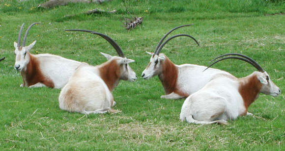 Image of Oryxes