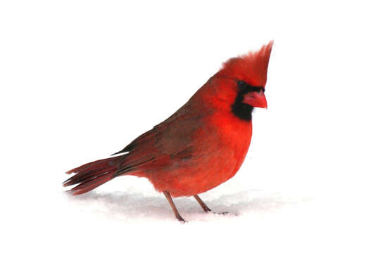 Image of Cardinalis Bonaparte 1838