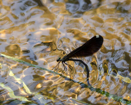 Image of Jewelwings