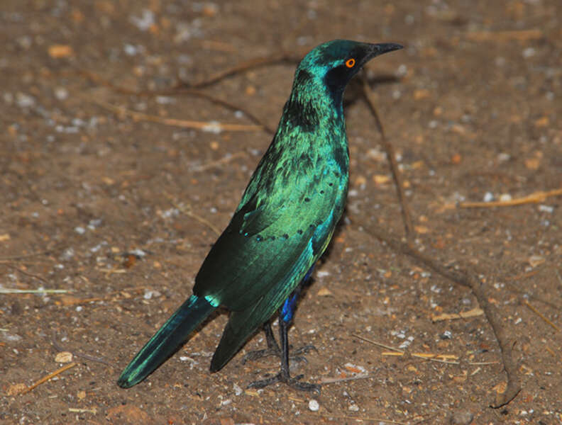 Image of Cape Starling