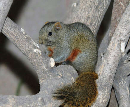 Image of Pallas's Squirrel