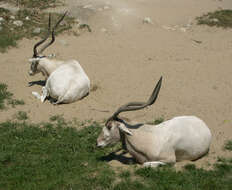 Image of Addax