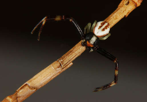 Image of Flower Crab Spiders