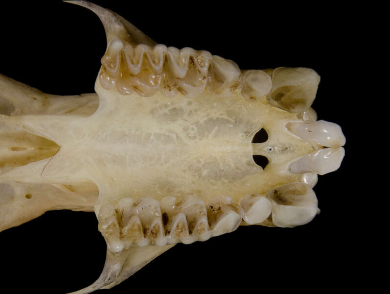 صورة Phyllostomus hastatus (Pallas 1767)