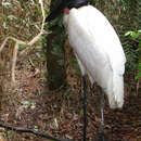 Image of Jabiru stork