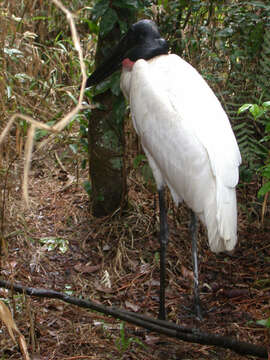 Image of Jabiru Hellmayr 1906