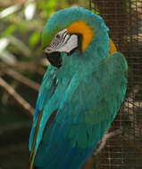 Image of Blue-and-yellow Macaw