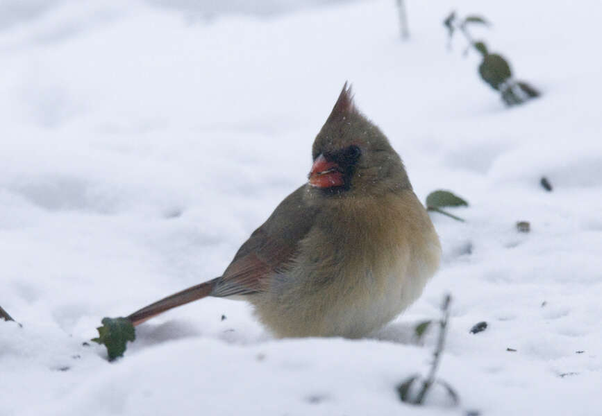 Image of Cardinalis Bonaparte 1838