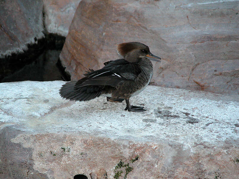 Image of Lophodytes Reichenbach 1853