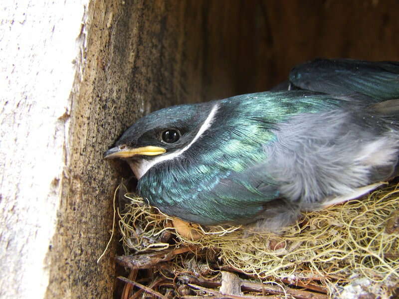 صورة Tachycineta euchrysea (Gosse 1847)