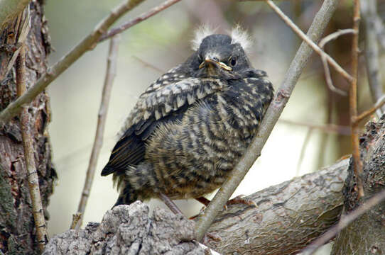 Image of Kessler's Thrush