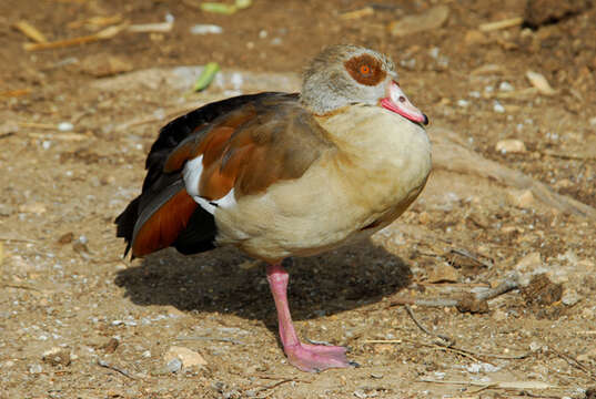 Image of Egyptian Goose