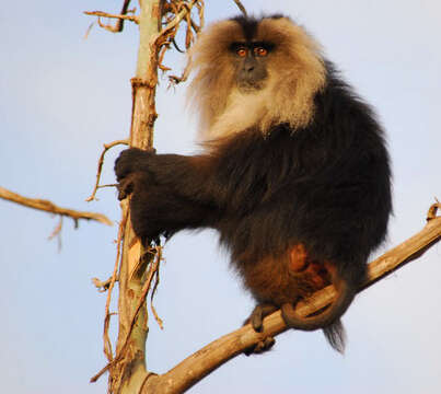 Image of Lion-tailed Macaque