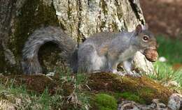 Image de écureuil gris