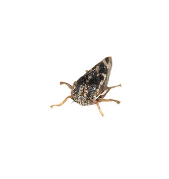 Слика од Cercopidae