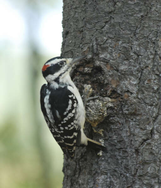 Image of Picoides villosus