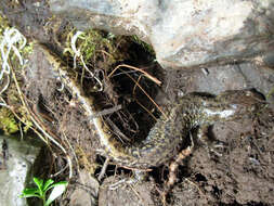 Image of Asiatic salamanders