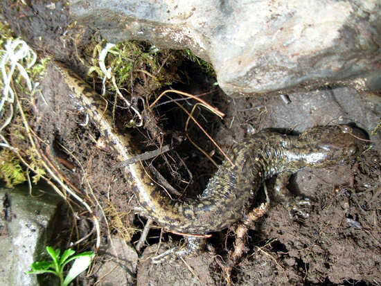 Image of Asiatic salamanders