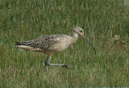 Image of Long-billed Curlew