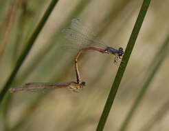 Image of Red Damsels