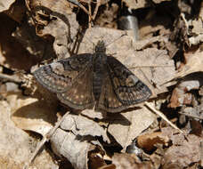 Image of Dreamy Duskywing