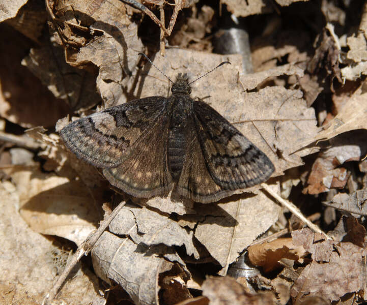 Imagem de Erynnis icelus Scudder & Burgess 1870