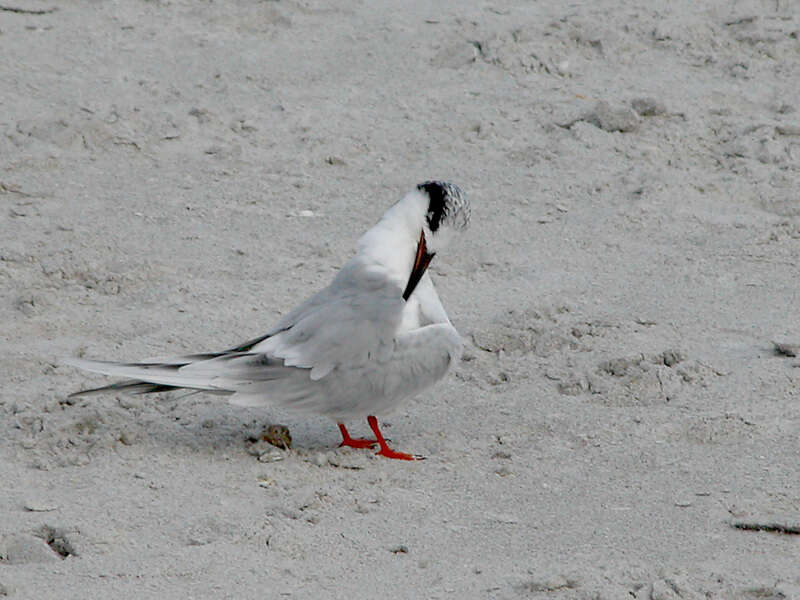 Image of royal tern