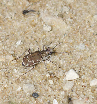 Слика од Cicindela (Cicindela) repanda Dejean 1825