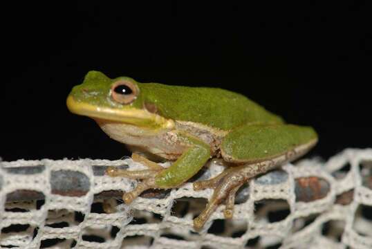 Image of Squirrel Treefrog