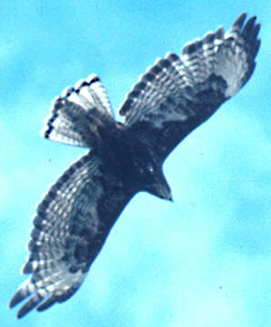 Image of Red-tailed Hawk